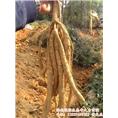 供应牛大力薯-海南绿源生态牛大力苗圃 