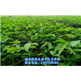 供应小叶牛大力苗_海南牛大力种苗基地 