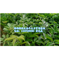牛大力苗/海南牛大力苗/海南牛大力苗批发 