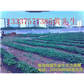 出售牛大力苗|海南牛大力苗|牛大力苗批发 