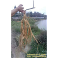 供应牛大力/海南牛大力/海南牛大力基地 