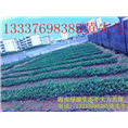 牛大力苗批发/海南牛大力/海南牛大力基地 