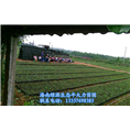 牛大力苗批发|牛大力苗供应|牛大力苗价格 