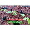 供应广西小叶牛大力优良种苗 