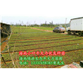 春季供应牛大力苗，海南小叶牛大力优良品种 