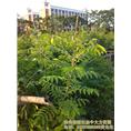 供应牛大力苗/海南牛大力/海南牛大力基地 