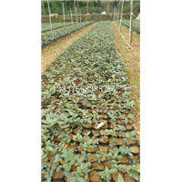 山豆根种苗批发/海南山豆根种苗种植基地