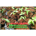 供应小叶牛大力苗/广西小叶牛大力优良种苗 