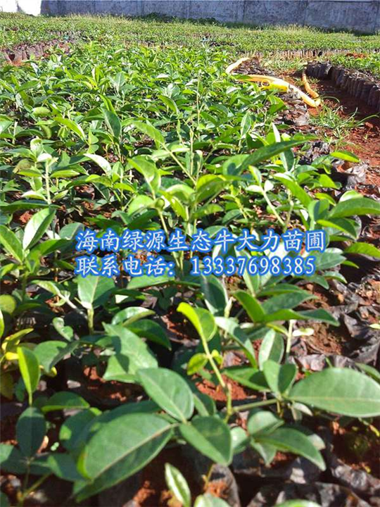 大量供应牛大力种苗 