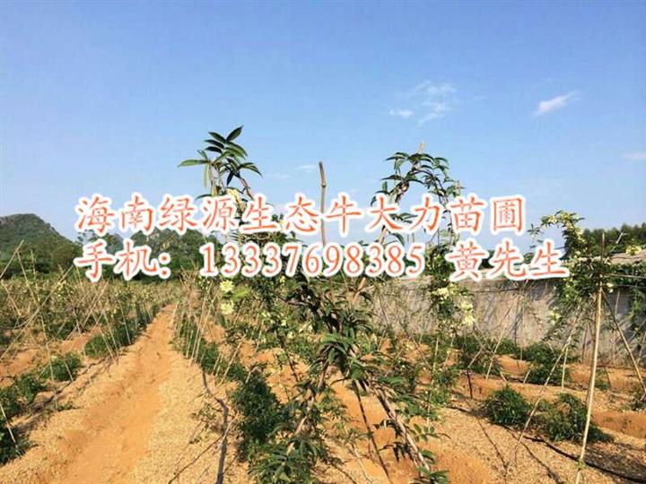 海南牛大力种植@纯种小叶牛大力种苗出售 