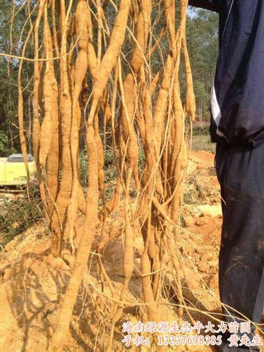 山地种植野生牛大力薯批发 