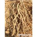 大量供应牛大力根、 牛大力鲜薯 