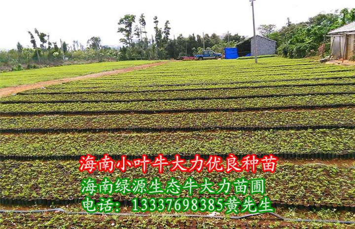 出售海南小叶牛大力优良种苗 