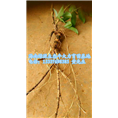 哪里有牛大力种苗卖/海南牛大力种植基地 