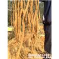 山地种植野生牛大力薯批发 