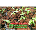 海南牛大力种植 纯种小叶牛大力种苗批发 