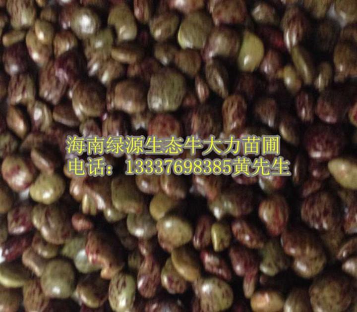 海南牛大力种子大量上市，欢迎订购！ 