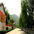 龙山茶园|龙山灵云寺|龙山风景区