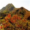 龙山风景区|龙山灵云寺|龙山茶园