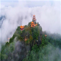 山东龙山茶园