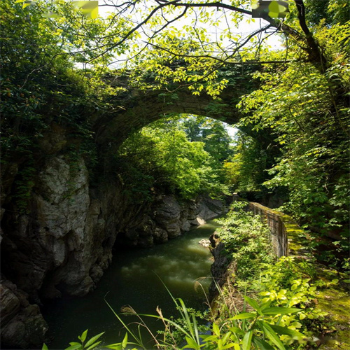 龙山茶园
