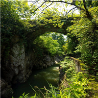 龙山茶园