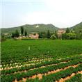 【龙山风景区】【龙山灵云寺】【龙山茶园】