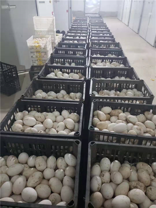 保定鹅蛋