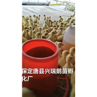 河北鹅苗销售