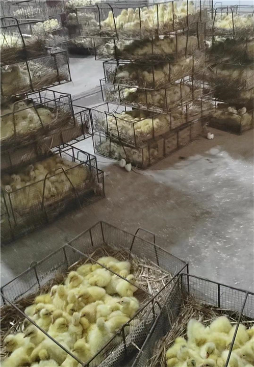 河北商品鹅