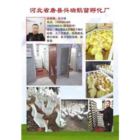 张家口商品鹅