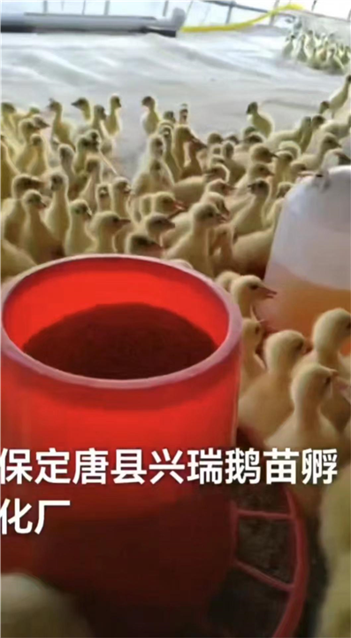 河北鹅苗销售