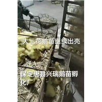 河北商品鹅