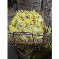 河北商品鹅