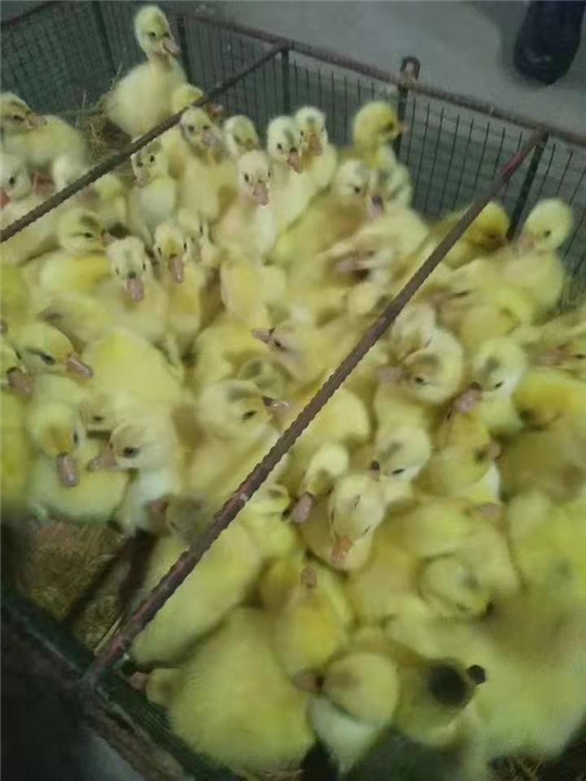 沧州鹅苗