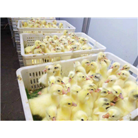 河北鹅苗