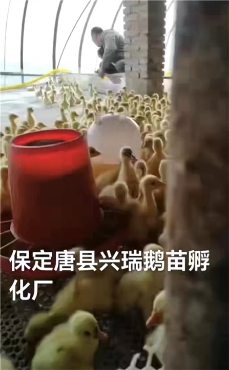 保定鹅苗批发