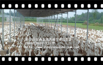 河北禽类养殖基地|商品鹅