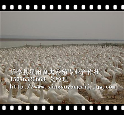 河北乐亭养殖|商品鹅