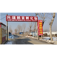 河北商品鹅