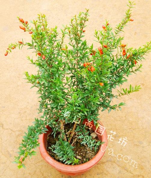 花卉租赁 