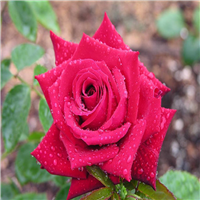 鲜花