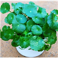 花卉租赁 