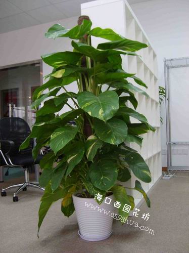 绿萝 