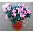 杜鹃花 