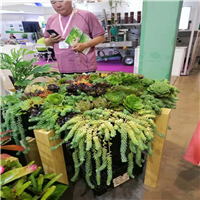 绿植