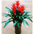 花卉租赁 