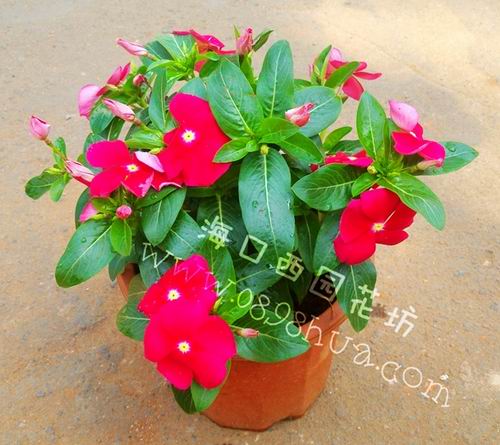 凤仙花 