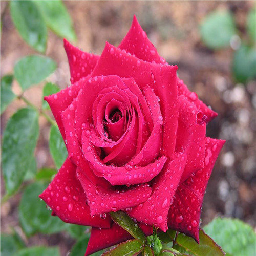 鲜花