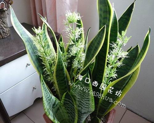 虎尾兰 